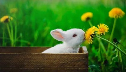 中国九游体育-穿越火线 Snake惊艳首秀 力克强敌晋级，cf可真是太厉害了